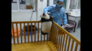 動物,犬,猫,しつけ,飼い方,育て方,病気,健康