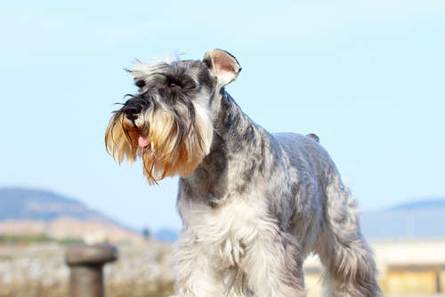 動物,犬,猫,しつけ,飼い方,育て方,病気,健康