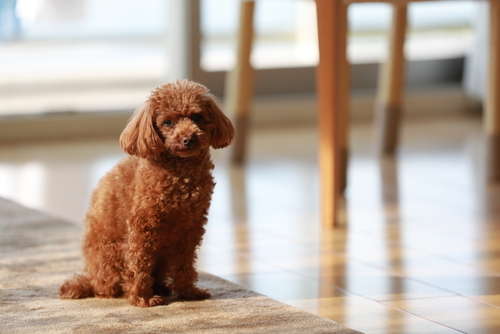 動物,犬,猫,しつけ,飼い方,育て方,病気,健康
