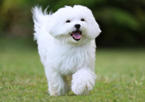 動物,犬,猫,しつけ,飼い方,育て方,病気,健康