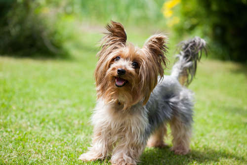 動物,犬,猫,しつけ,飼い方,育て方,病気,健康