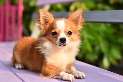 動物,犬,猫,しつけ,飼い方,育て方,病気,健康