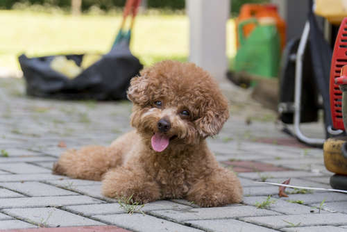 動物,犬,猫,しつけ,飼い方,育て方,病気,健康