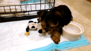 動物,犬,猫,しつけ,飼い方,育て方,病気,健康