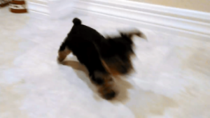 動物,犬,猫,しつけ,飼い方,育て方,病気,健康