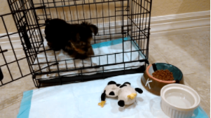 動物,犬,猫,しつけ,飼い方,育て方,病気,健康