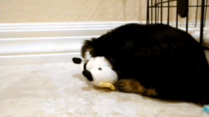 動物,犬,猫,しつけ,飼い方,育て方,病気,健康