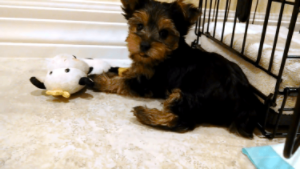 動物,犬,猫,しつけ,飼い方,育て方,病気,健康