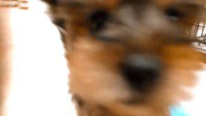 動物,犬,猫,しつけ,飼い方,育て方,病気,健康
