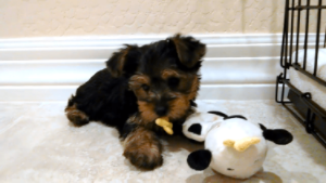 動物,犬,猫,しつけ,飼い方,育て方,病気,健康