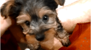 動物,犬,猫,しつけ,飼い方,育て方,病気,健康
