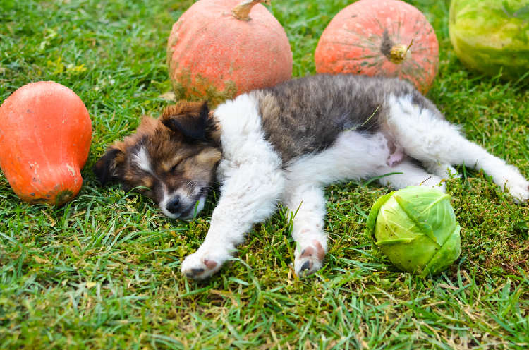 動物,犬,猫,しつけ,飼い方,育て方,病気,健康