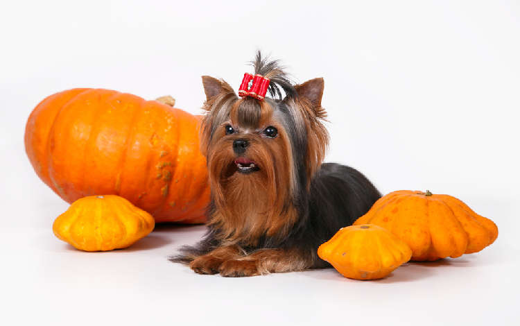 動物,犬,猫,しつけ,飼い方,育て方,病気,健康
