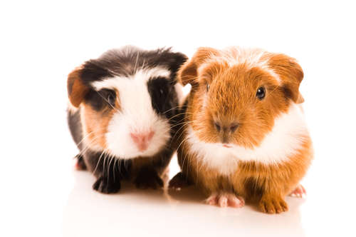 動物,犬,猫,しつけ,飼い方,育て方,病気,健康
