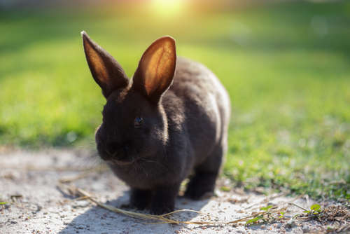 動物,犬,猫,しつけ,飼い方,育て方,病気,健康