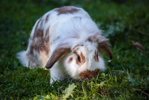 動物,犬,猫,しつけ,飼い方,育て方,病気,健康