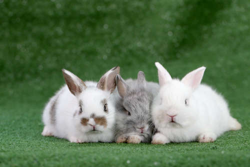 動物,犬,猫,しつけ,飼い方,育て方,病気,健康