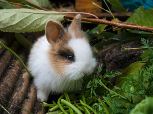 動物,犬,猫,しつけ,飼い方,育て方,病気,健康