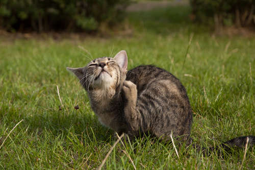 猫につくノミやダニ…… 具体的な対処法や予防法について