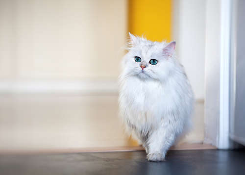もっふもふなチンチラってどんな猫? ペルシャとは違うの?