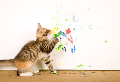 動物,犬,猫,しつけ,飼い方,育て方,病気,健康
