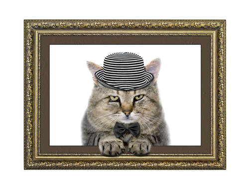 動物,犬,猫,しつけ,飼い方,育て方,病気,健康