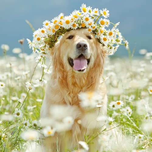 動物,犬,猫,しつけ,飼い方,育て方,病気,健康