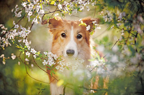 動物,犬,猫,しつけ,飼い方,育て方,病気,健康