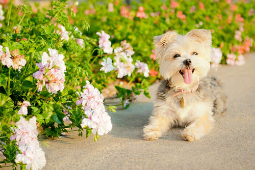 動物,犬,猫,しつけ,飼い方,育て方,病気,健康