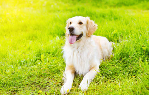 動物,犬,猫,しつけ,飼い方,育て方,病気,健康