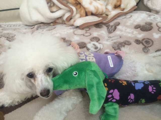 動物,犬,猫,しつけ,飼い方,育て方,病気,健康