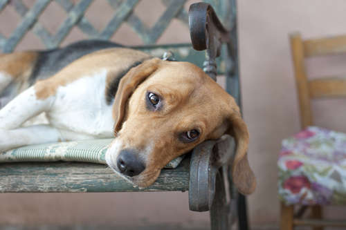 動物,犬,猫,しつけ,飼い方,育て方,病気,健康