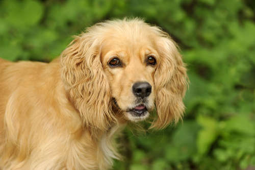 動物,犬,猫,しつけ,飼い方,育て方,病気,健康