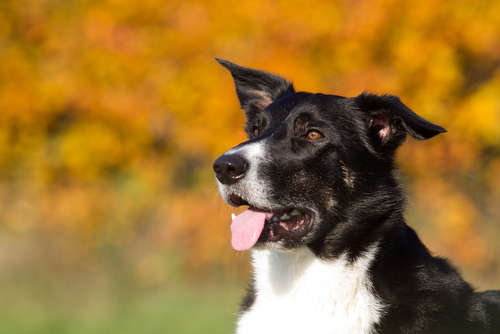 動物,犬,猫,しつけ,飼い方,育て方,病気,健康