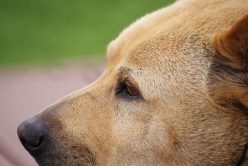 動物,犬,猫,しつけ,飼い方,育て方,病気,健康