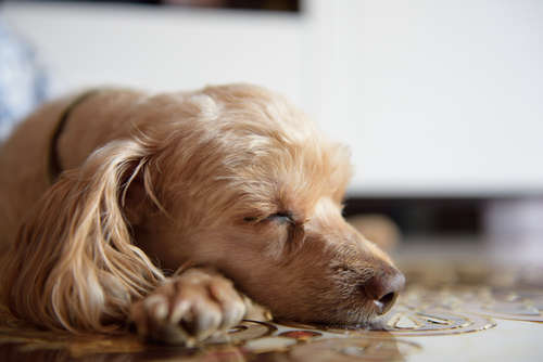動物,犬,猫,しつけ,飼い方,育て方,病気,健康