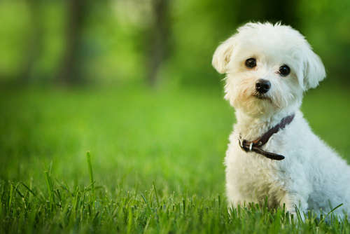 動物,犬,猫,しつけ,飼い方,育て方,病気,健康