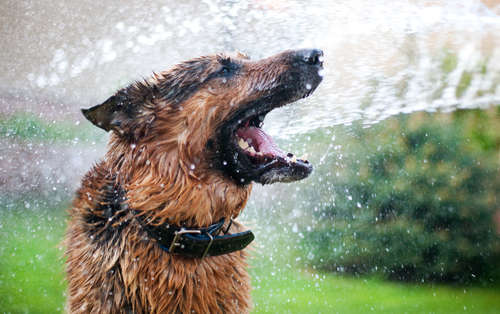 動物,犬,猫,しつけ,飼い方,育て方,病気,健康