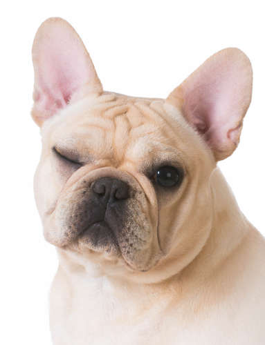 動物,犬,猫,しつけ,飼い方,育て方,病気,健康