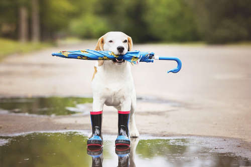 動物,犬,猫,しつけ,飼い方,育て方,病気,健康