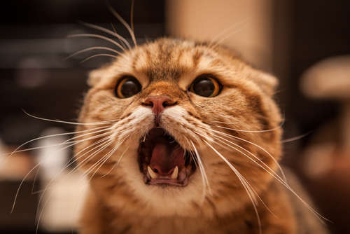 動物,犬,猫,しつけ,飼い方,育て方,病気,健康
