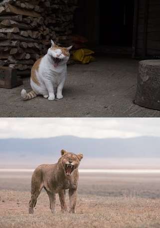 動物,犬,猫,しつけ,飼い方,育て方,病気,健康