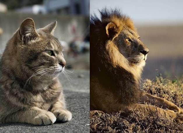 動物,犬,猫,しつけ,飼い方,育て方,病気,健康