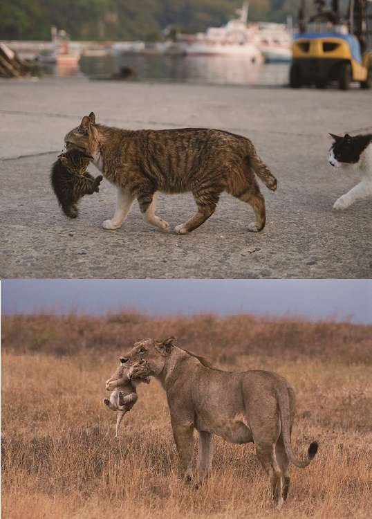 動物,犬,猫,しつけ,飼い方,育て方,病気,健康