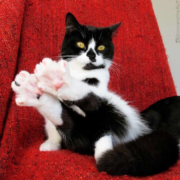 動物,犬,猫,しつけ,飼い方,育て方,病気,健康
