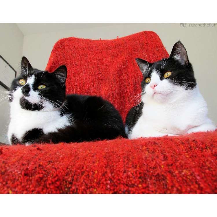 動物,犬,猫,しつけ,飼い方,育て方,病気,健康