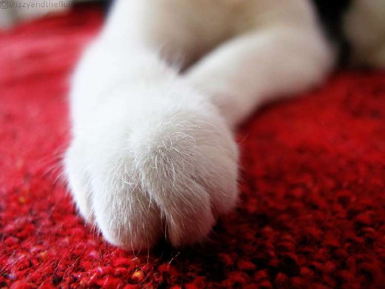 動物,犬,猫,しつけ,飼い方,育て方,病気,健康