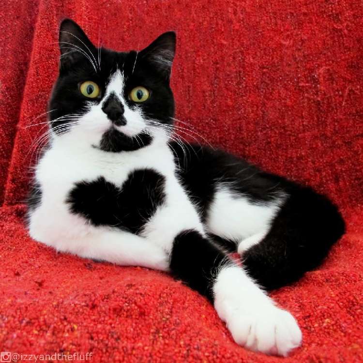 動物,犬,猫,しつけ,飼い方,育て方,病気,健康