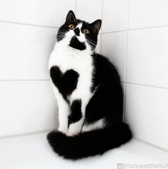 動物,犬,猫,しつけ,飼い方,育て方,病気,健康