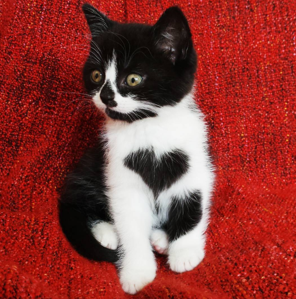 動物,犬,猫,しつけ,飼い方,育て方,病気,健康